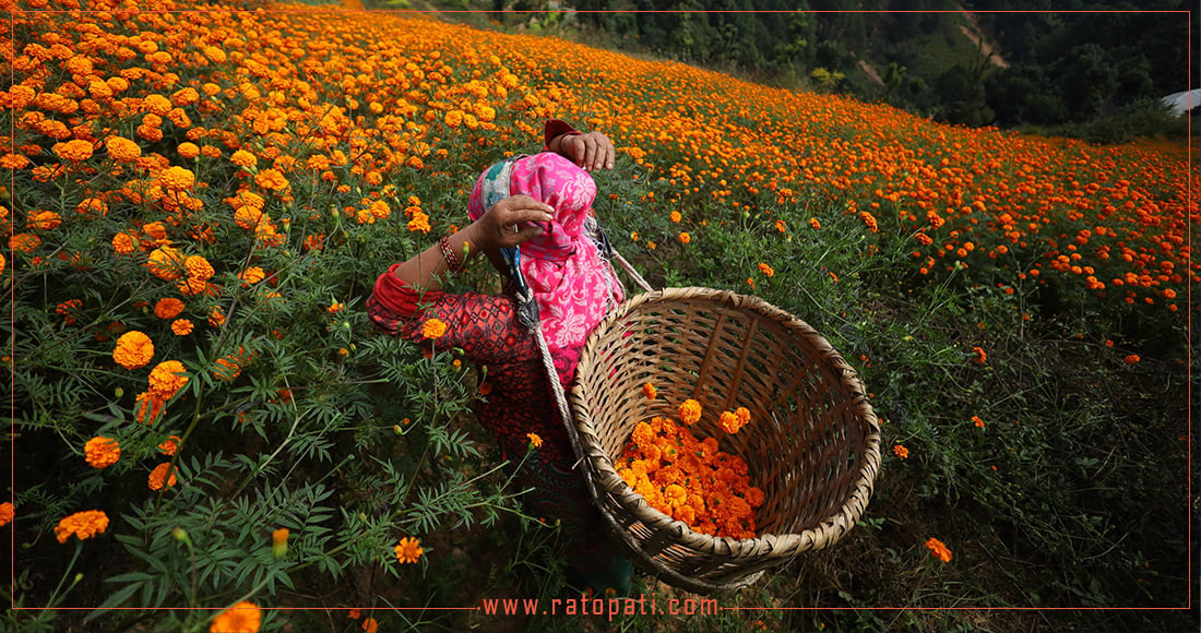 सयपत्री फूल टिप्न सुरु, तस्बिरहरू