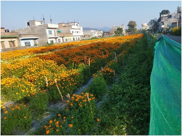 ढकमक्क फुल्न थाले तिहार लक्षित सयपत्री