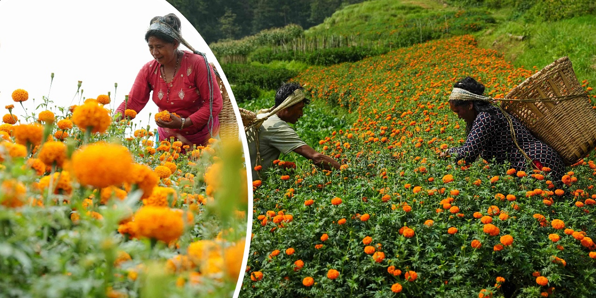 Farmers in Dhading Prepare to Clear Marigold Fields for New Crops