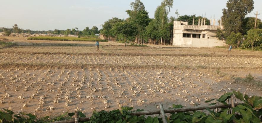 बाढीले दुई करोडको तरकारी बाली क्षति