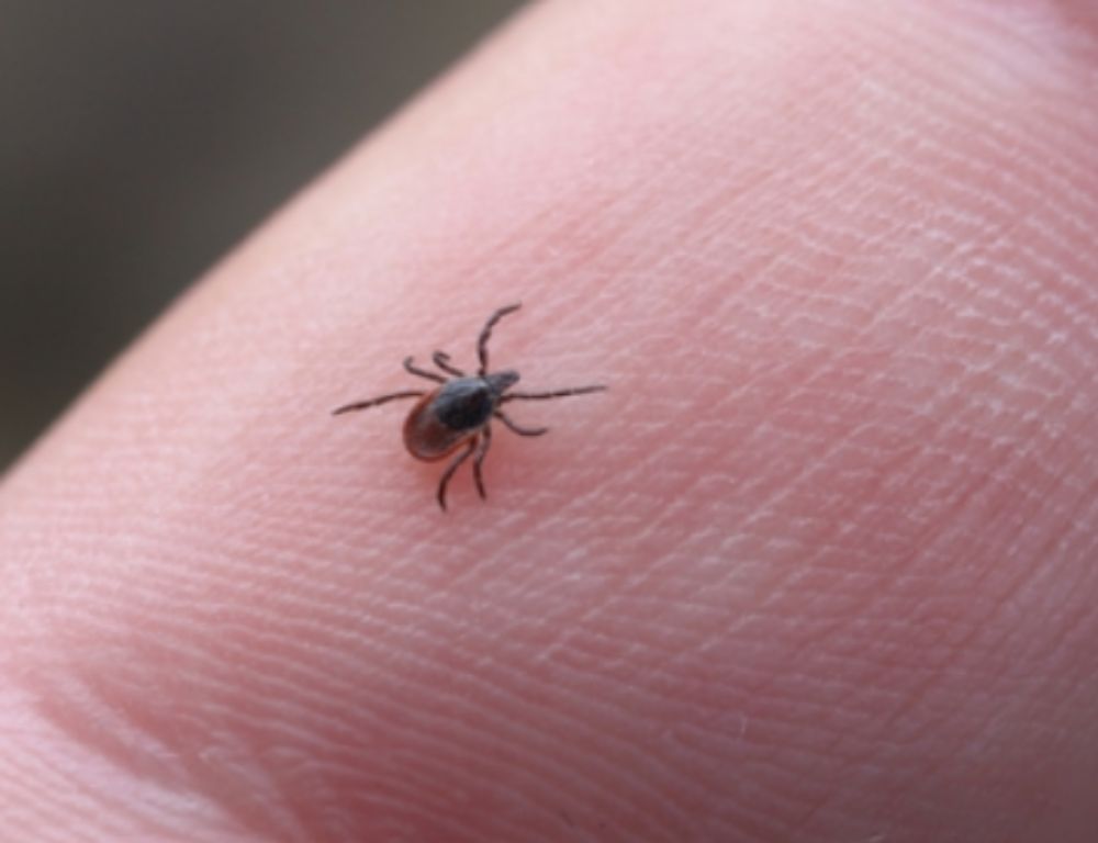 Scrub-Typhus