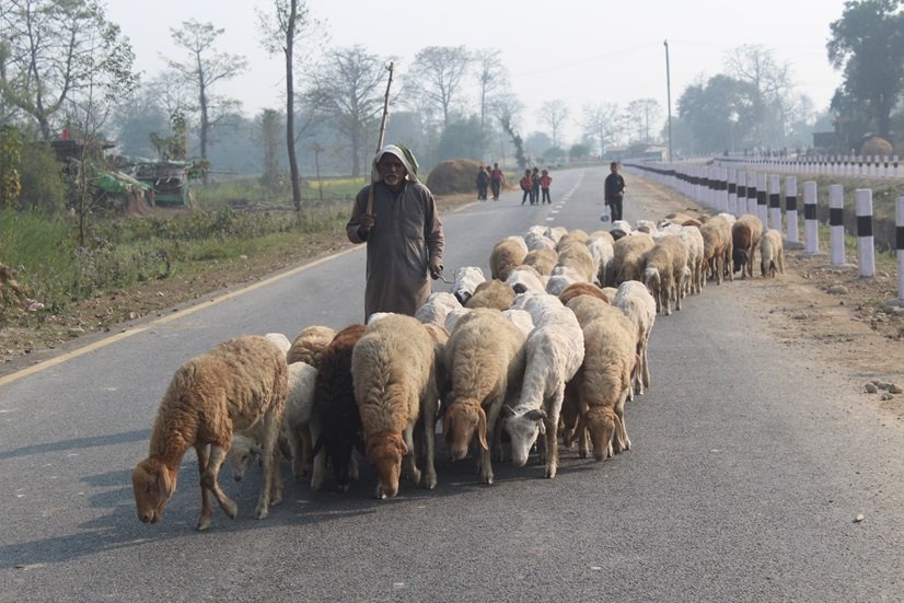 बिक्री भएन ऊन, विस्थापित हुने जोखिममा ‘भेडिहार’