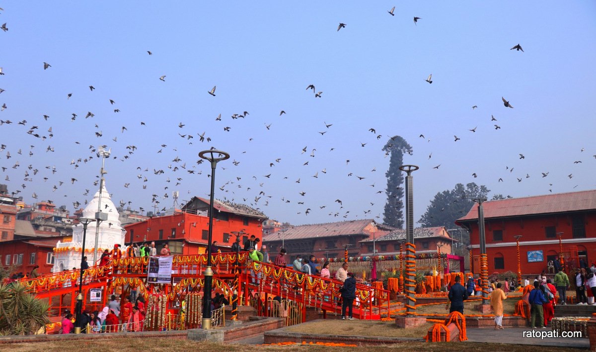 shivaratri pashupati (20)