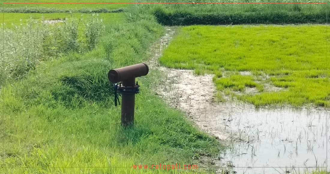 धान रोपाइँ गर्ने चटारोकै समयमा मधेसका किसानलाई सिँचाइ र मलको अभाव