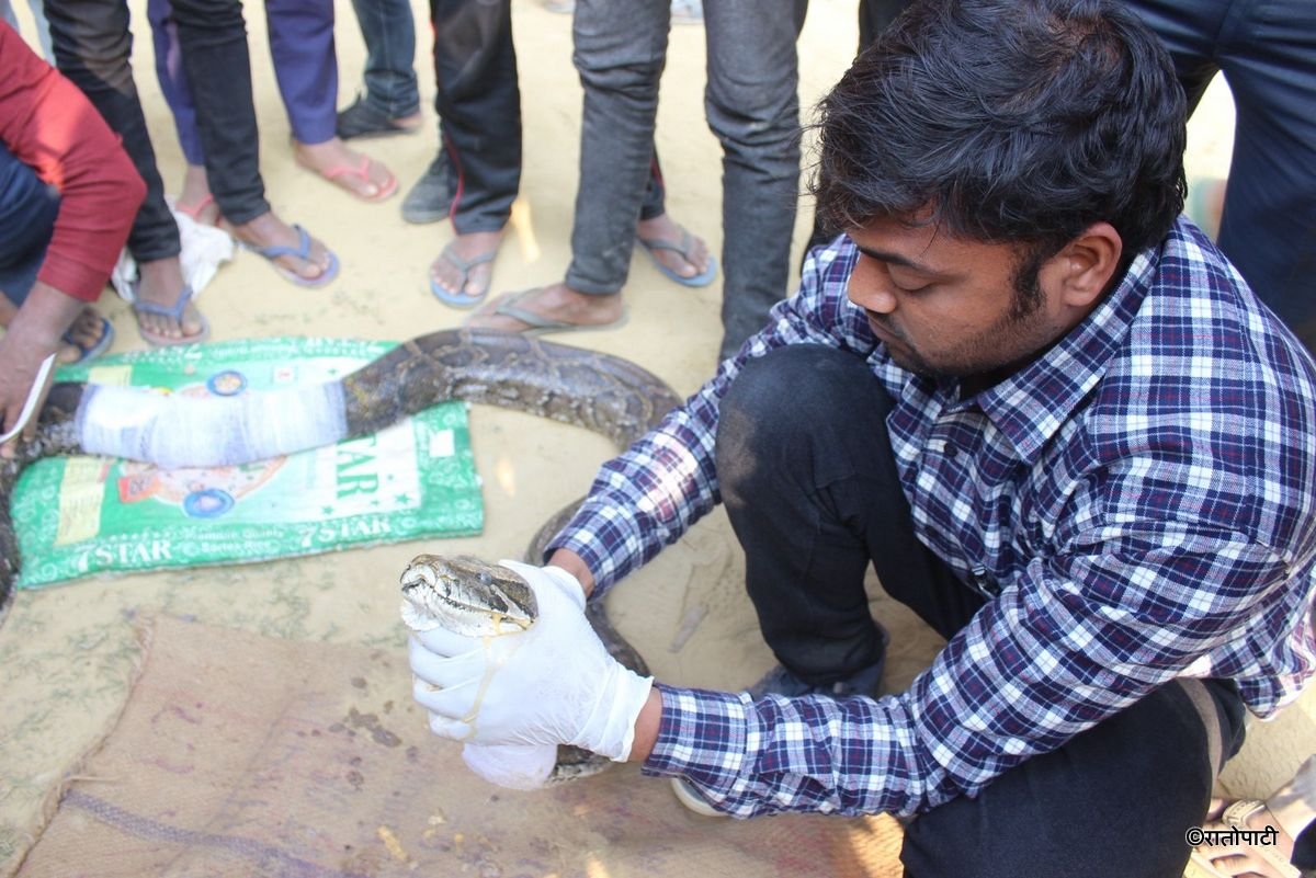 snake (1)