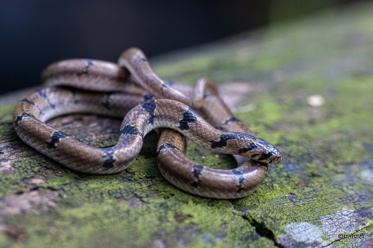 snake (10)