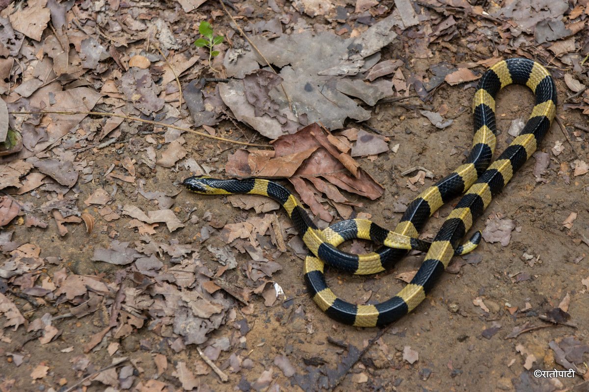 snake (11)
