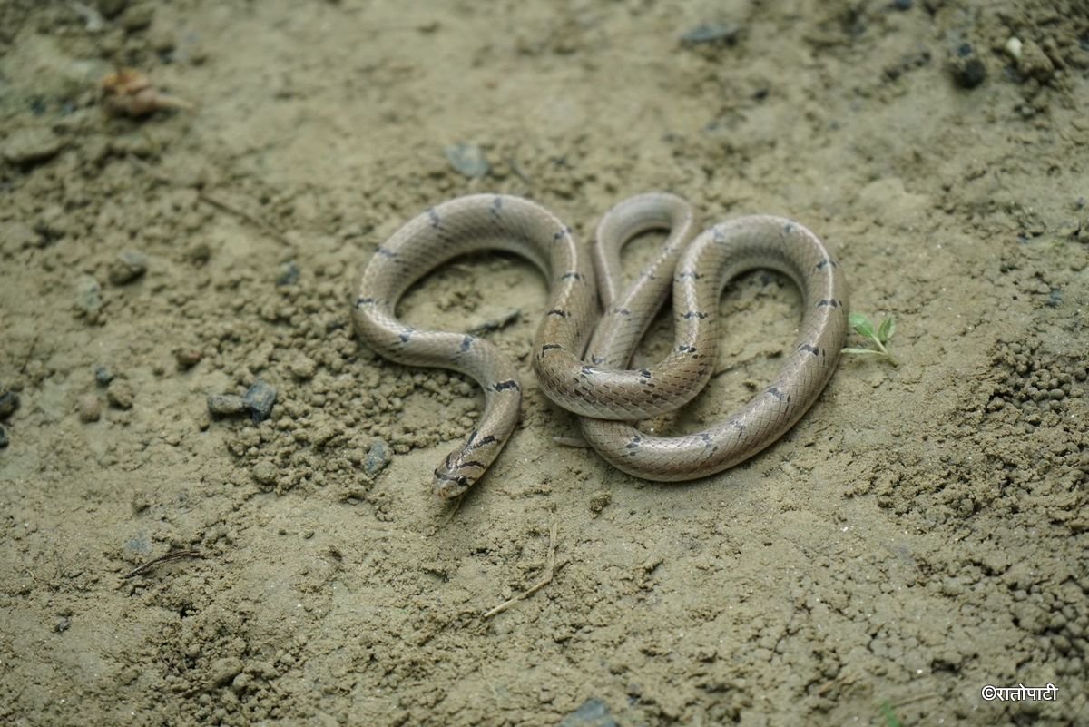 snake (2)