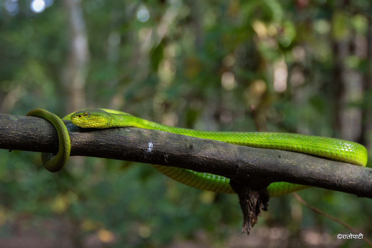 snake (2)