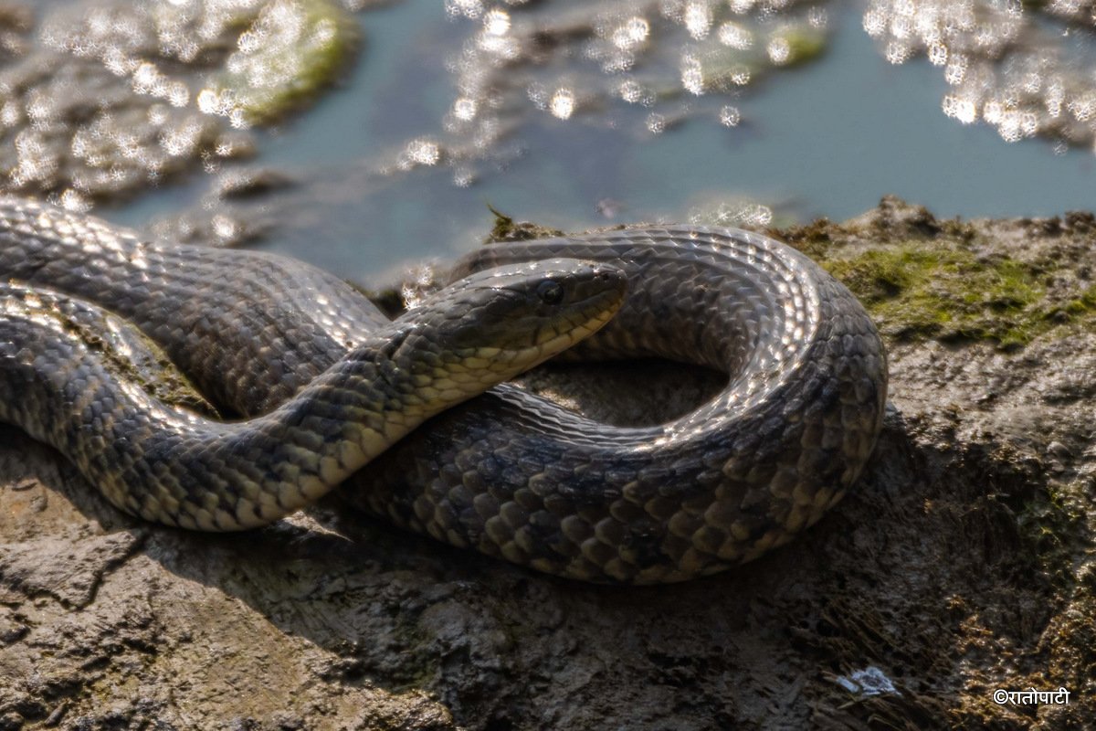 snake (3)