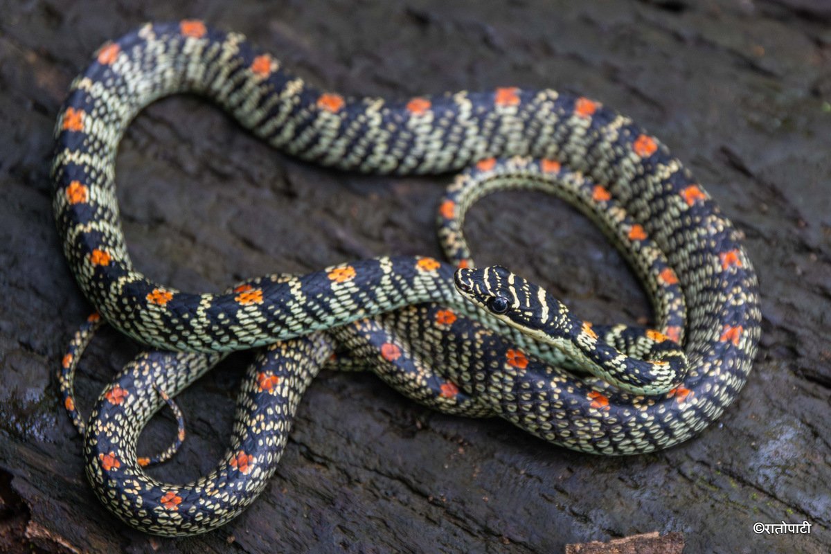 snake (4)