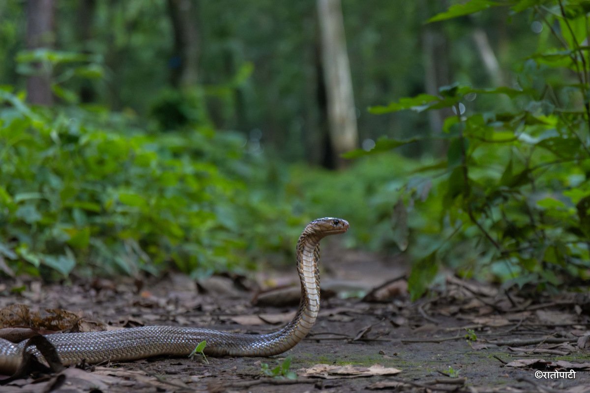 snake (5)