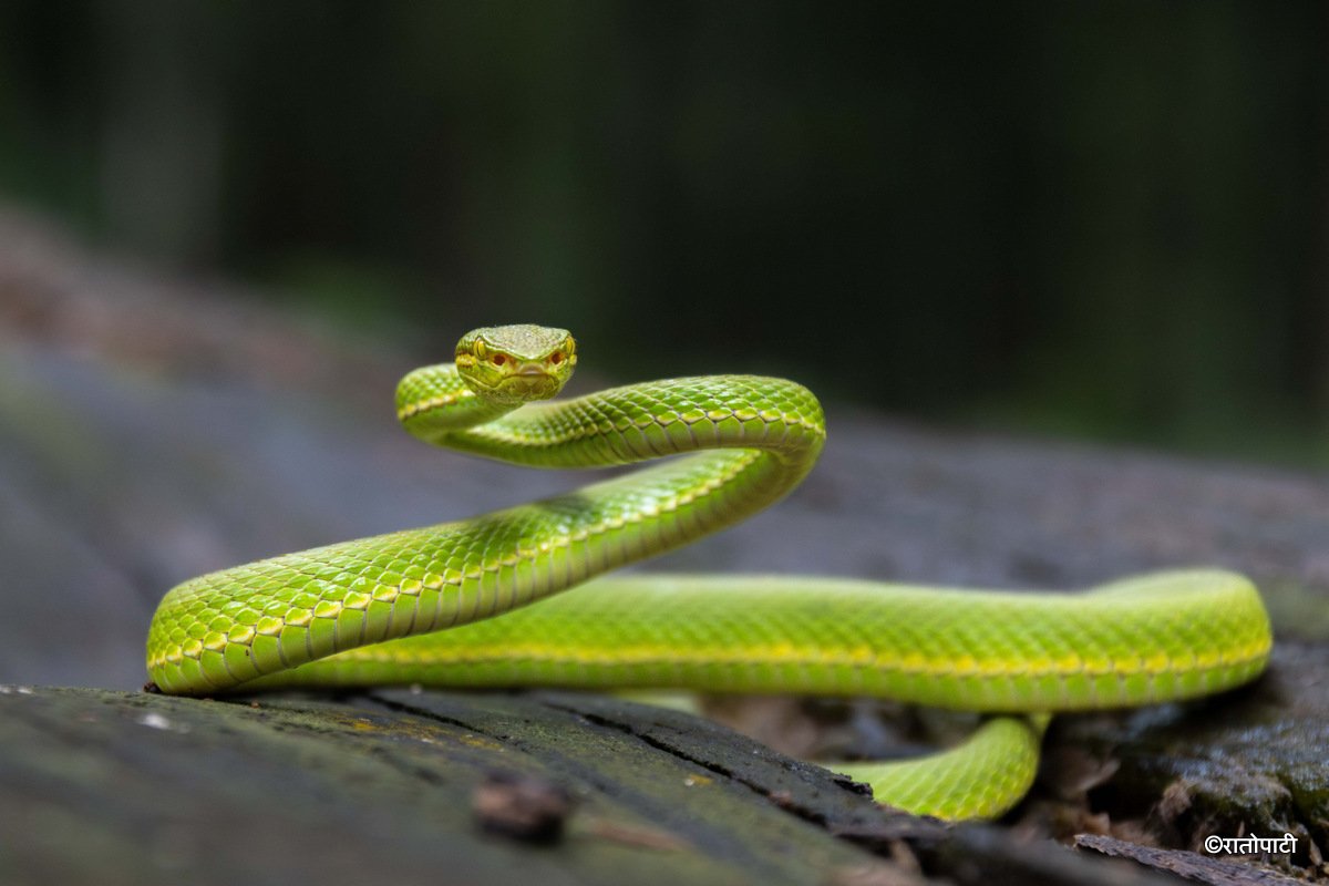 snake (6)