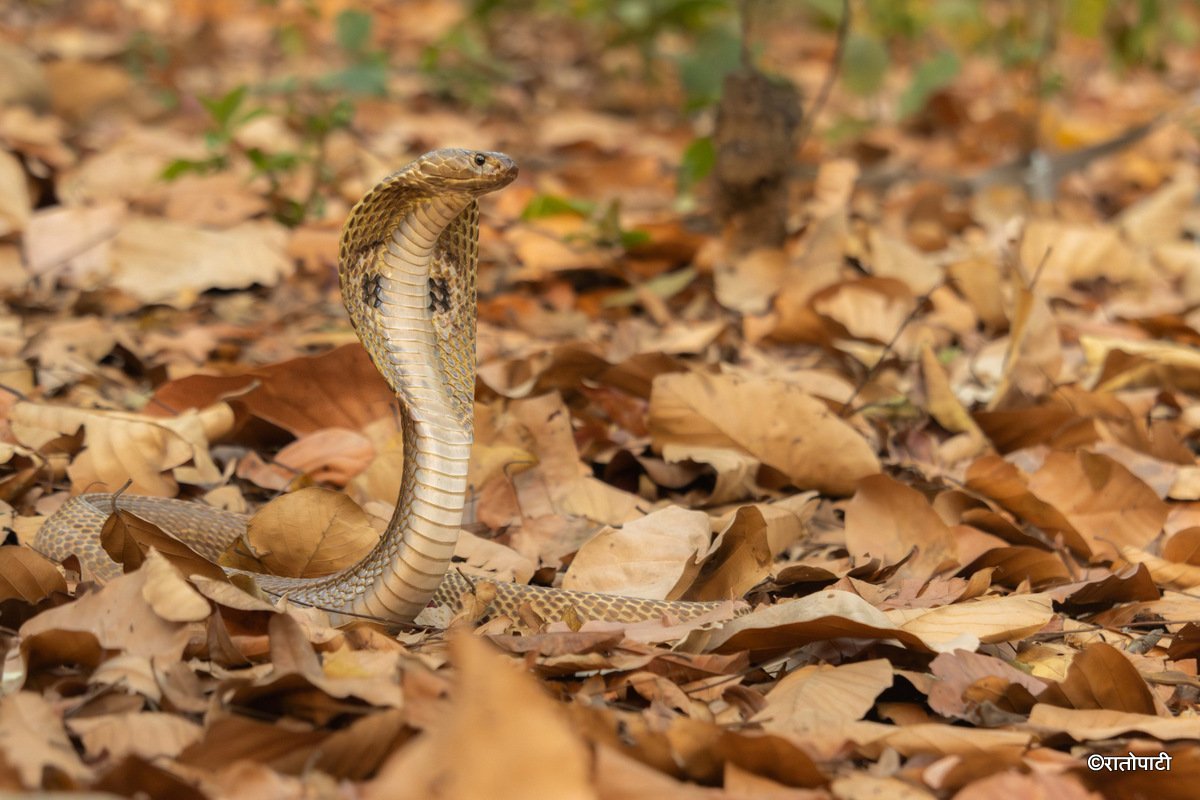 snake (7)