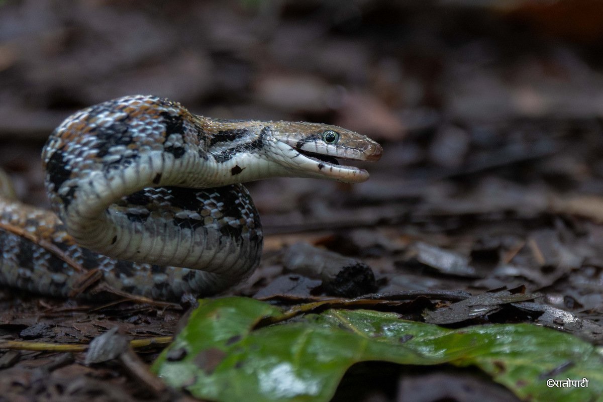 snake (8)