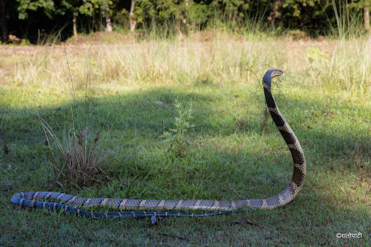 snake (9)