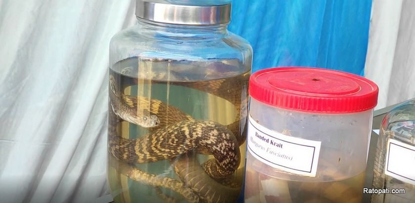 snake-festival-dhanusa (1)