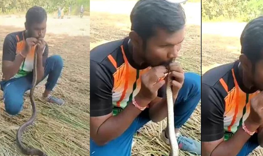   दुर्लभ घटना : जसले २५ मिनेट सीपीआर दिएर सात फिट लामो सर्पलाई बचाए