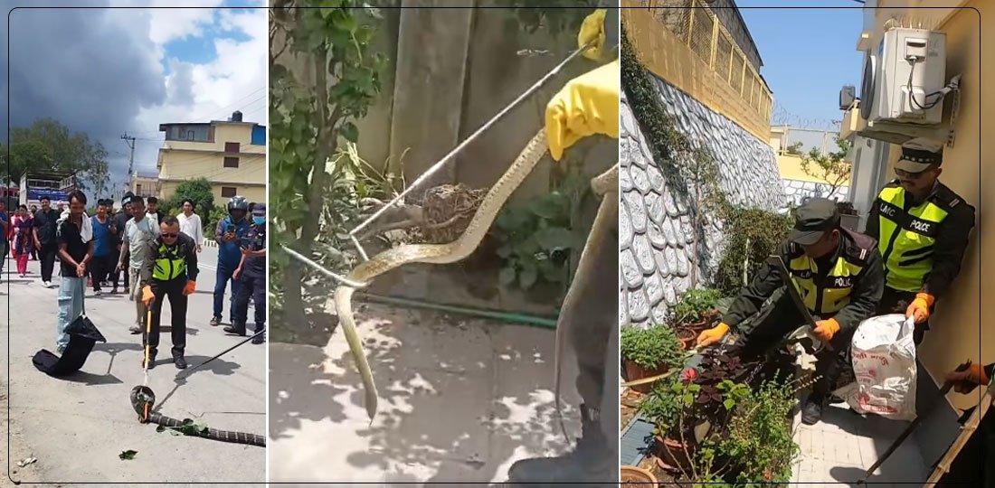   काठमाडौँमा सर्प बढेका हुन् कि चर्चामात्र बढी ?
