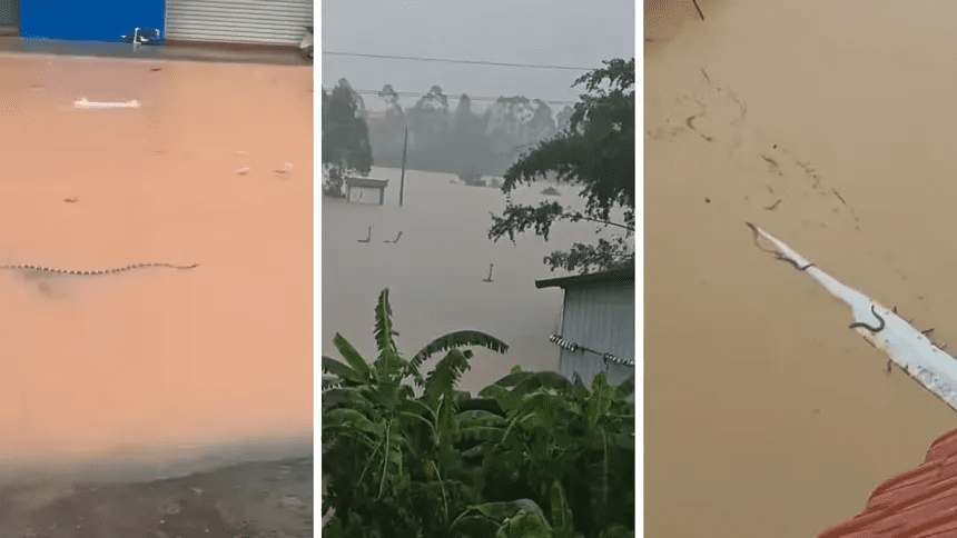 Southern China Floods Unleash Hundreds of Venomous Snakes