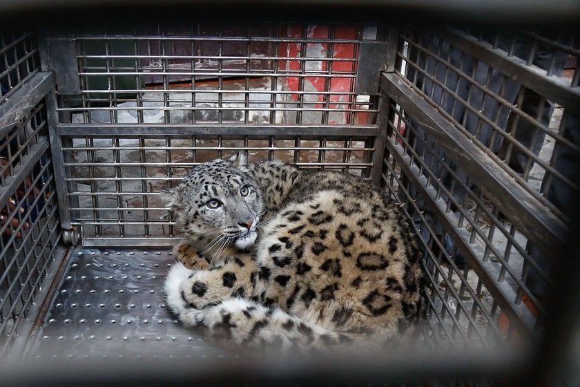 snow-leopard Nepal photo library