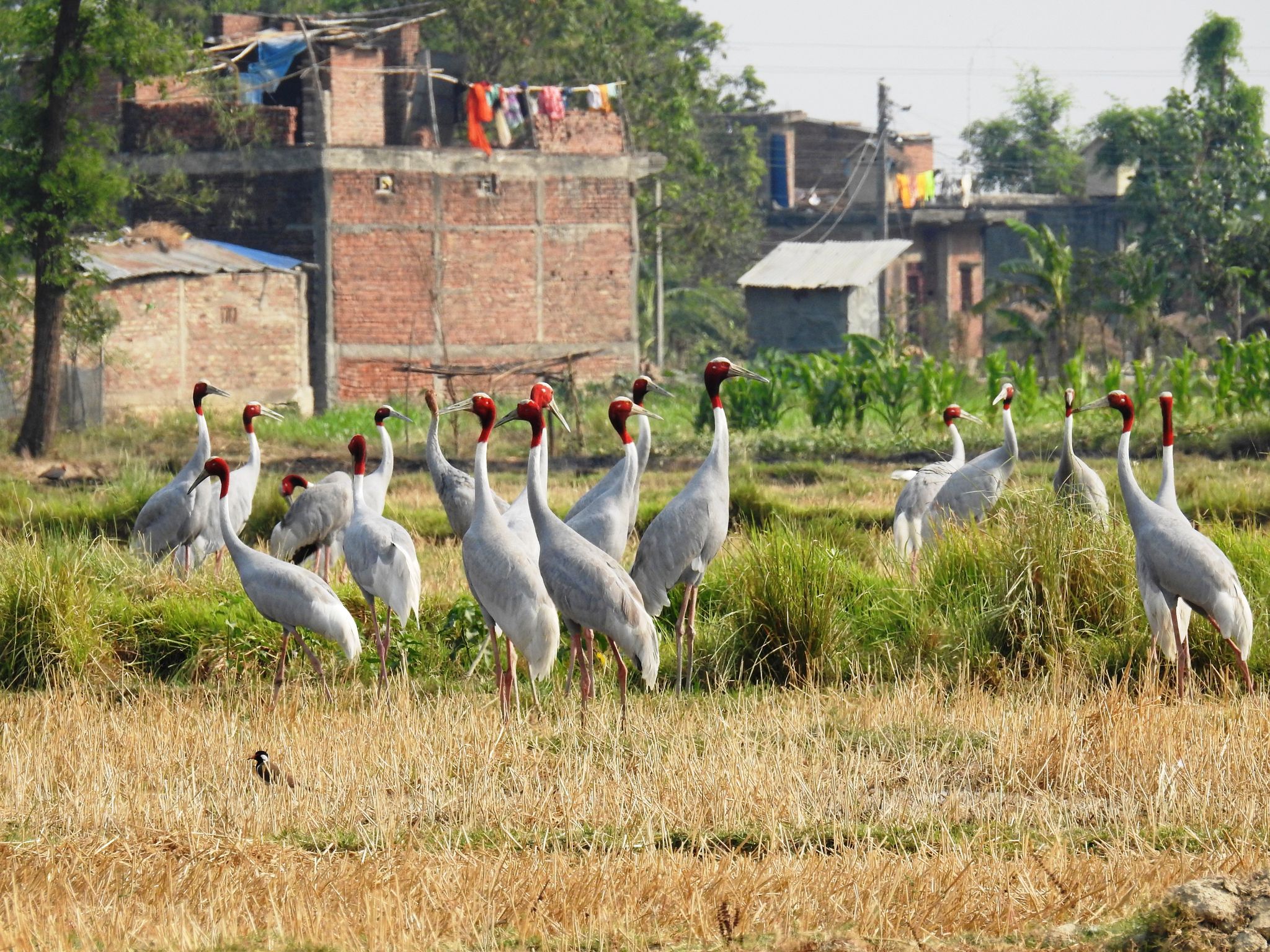   बृहत् लुम्बिनी क्षेत्रमा भेटिए ६५२ सारस