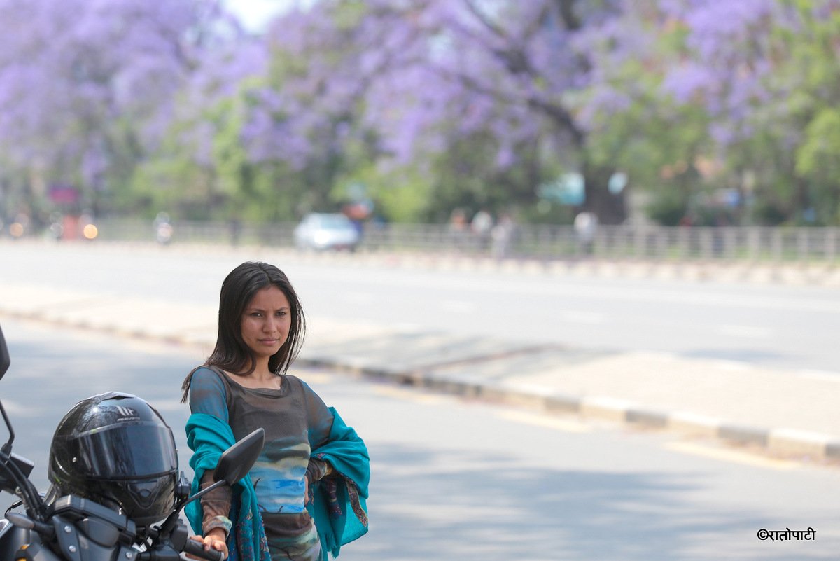 Subaas_Jacaranda Blossoms Blanket Streets of Lalitpur as Kathmandu Valley Enters Peak Bloom Season-10
