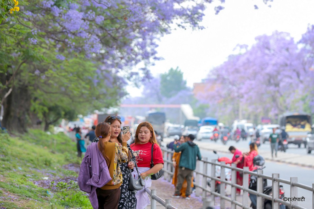 Subaas_Jacaranda Blossoms Blanket Streets of Lalitpur as Kathmandu Valley Enters Peak Bloom Season-11