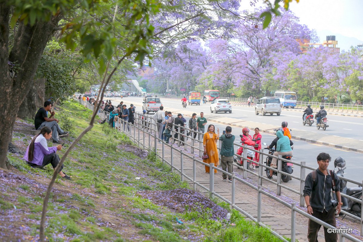 Subaas_Jacaranda Blossoms Blanket Streets of Lalitpur as Kathmandu Valley Enters Peak Bloom Season-12