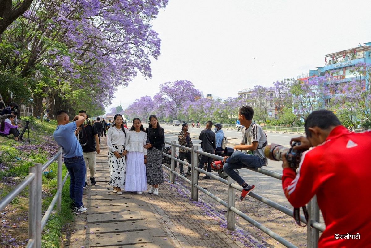 Subaas_Jacaranda Blossoms Blanket Streets of Lalitpur as Kathmandu Valley Enters Peak Bloom Season-2
