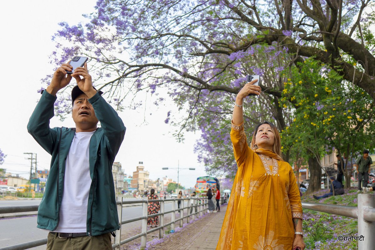 Subaas_Jacaranda Blossoms Blanket Streets of Lalitpur as Kathmandu Valley Enters Peak Bloom Season-3