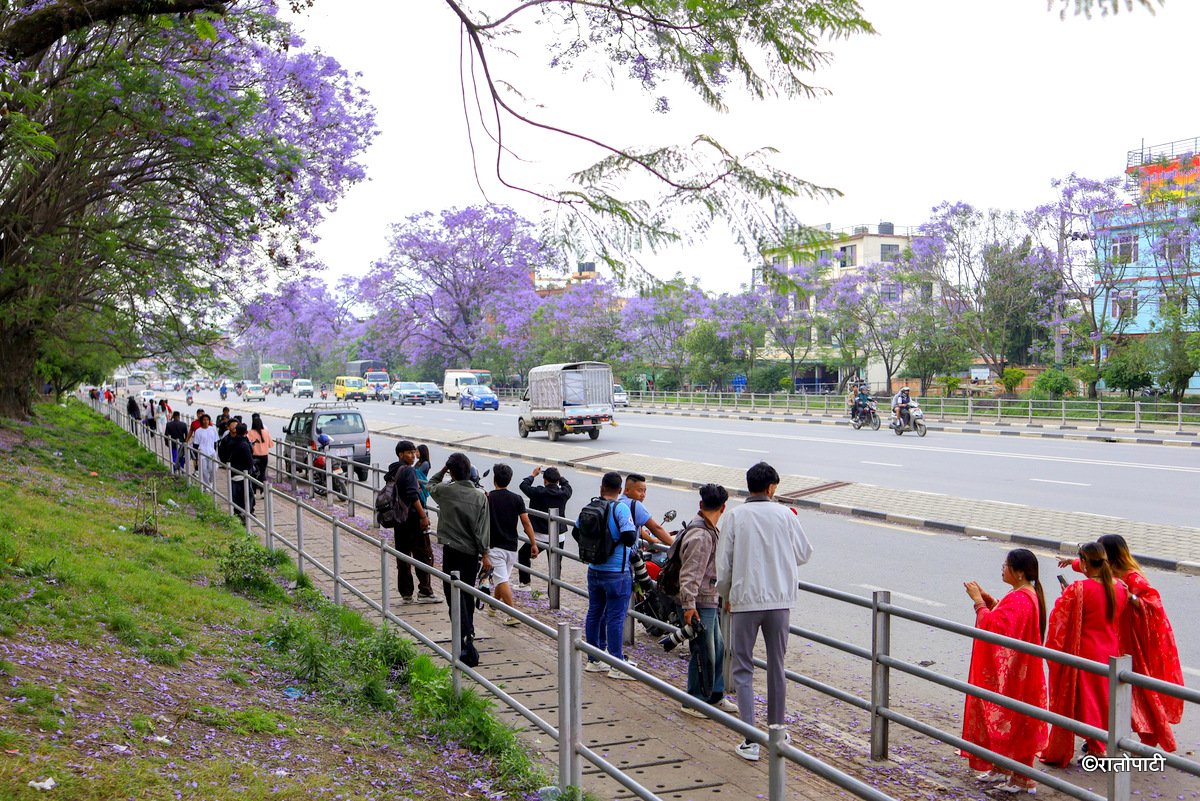 Subaas_Jacaranda Blossoms Blanket Streets of Lalitpur as Kathmandu Valley Enters Peak Bloom Season-4