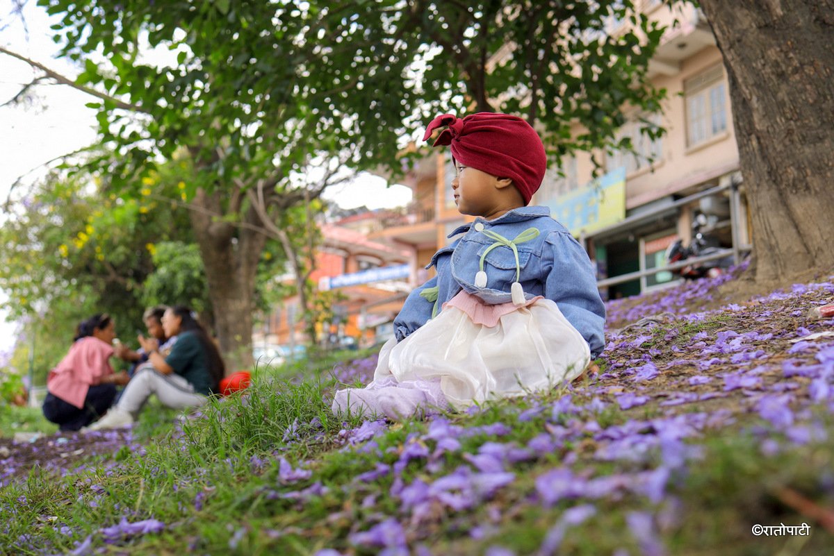 Subaas_Jacaranda Blossoms Blanket Streets of Lalitpur as Kathmandu Valley Enters Peak Bloom Season-5