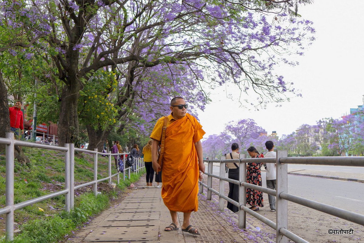 Subaas_Jacaranda Blossoms Blanket Streets of Lalitpur as Kathmandu Valley Enters Peak Bloom Season-6