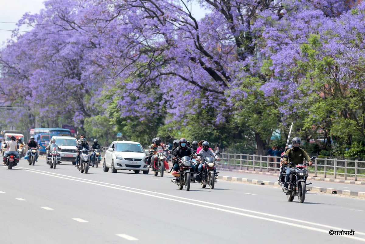 Subaas_Jacaranda Blossoms Blanket Streets of Lalitpur as Kathmandu Valley Enters Peak Bloom Season-7