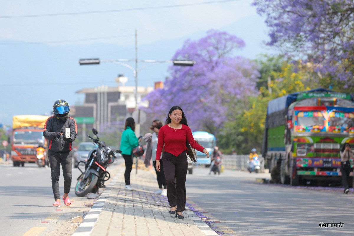 Subaas_Jacaranda Blossoms Blanket Streets of Lalitpur as Kathmandu Valley Enters Peak Bloom Season-8