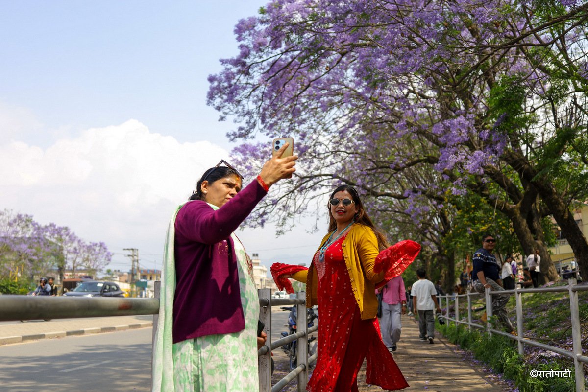 Subaas_Jacaranda Blossoms Blanket Streets of Lalitpur as Kathmandu Valley Enters Peak Bloom Season