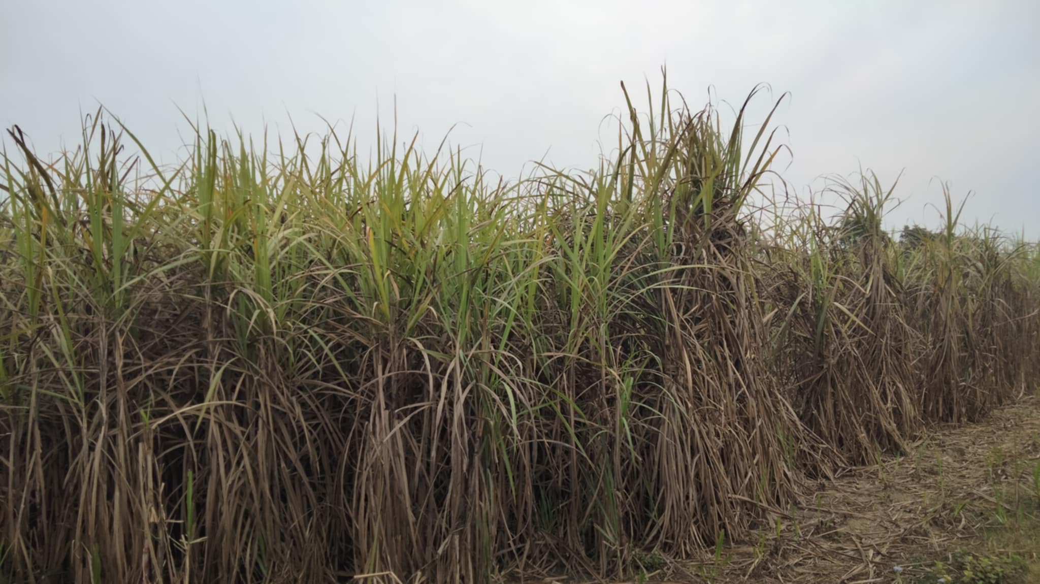 sugarcane (3)