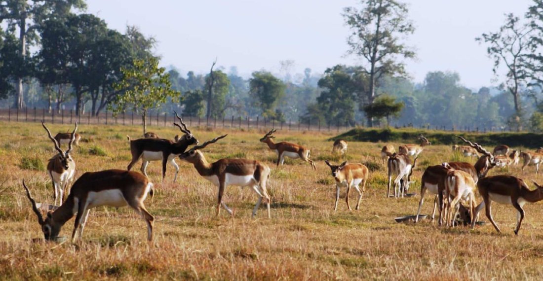 Nepal to Relocate 18 Blackbucks to Chitwan to Boost Conservation Efforts