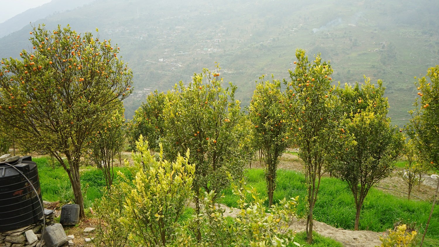 जलवायु परिवर्तनको असर सुन्तलाखेतीमा