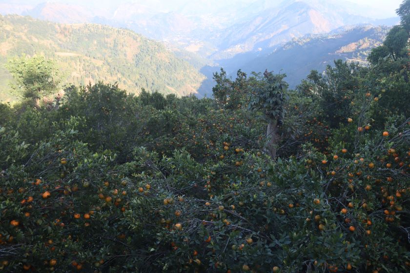 सुन्तला उत्पादनमा वृद्धि हुँदा किसान उत्साहित