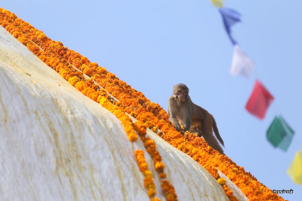 swayambhu (13)