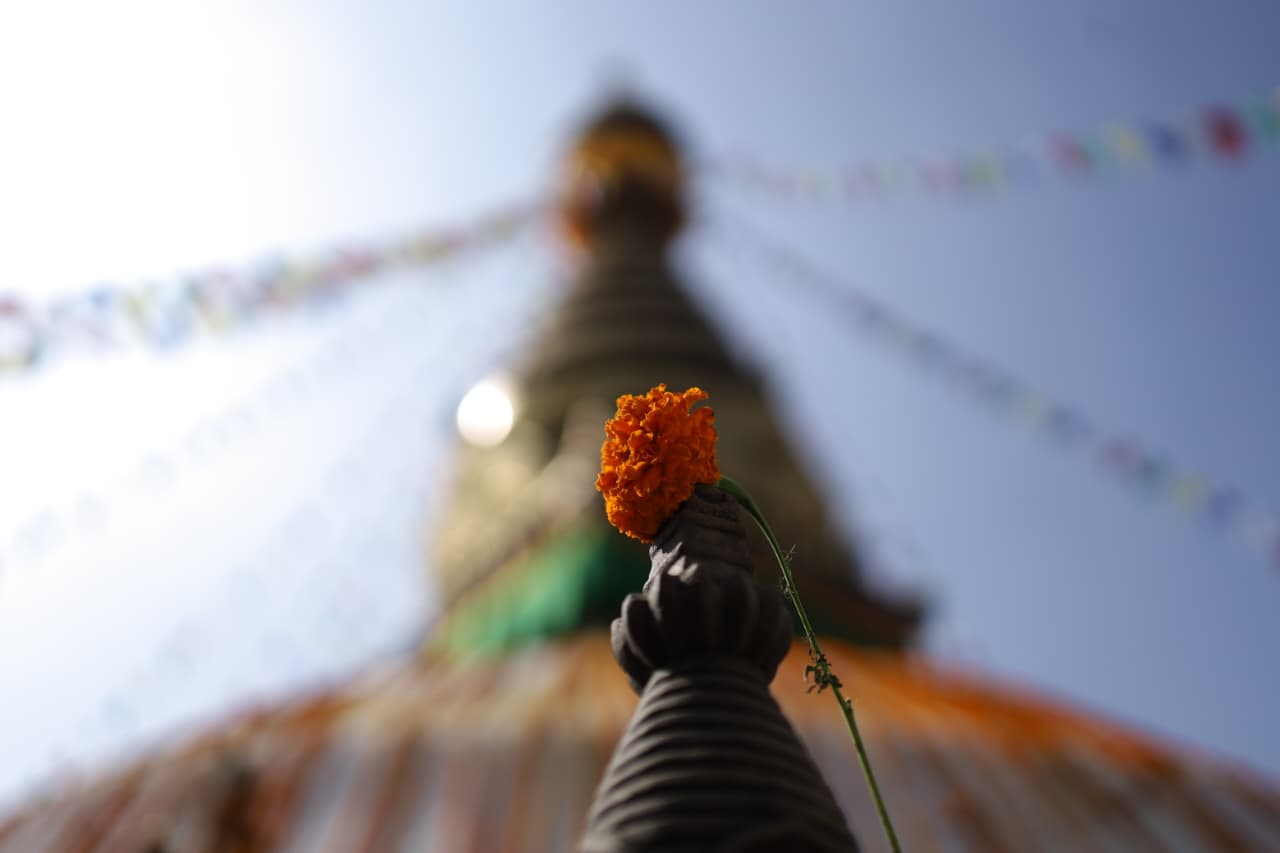 Swayambhu flower_Nepal Photo Library (9)