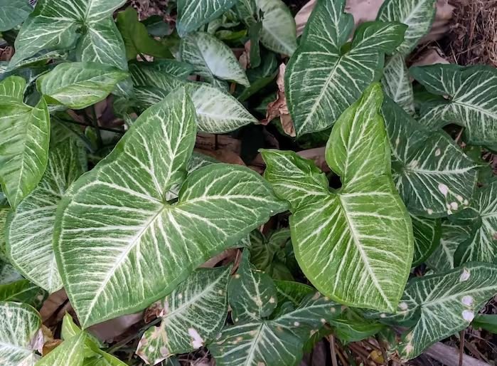 syngonium plant