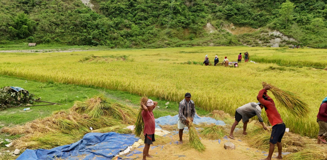   किसानलाई चैते धान थन्क्याउने चटारो