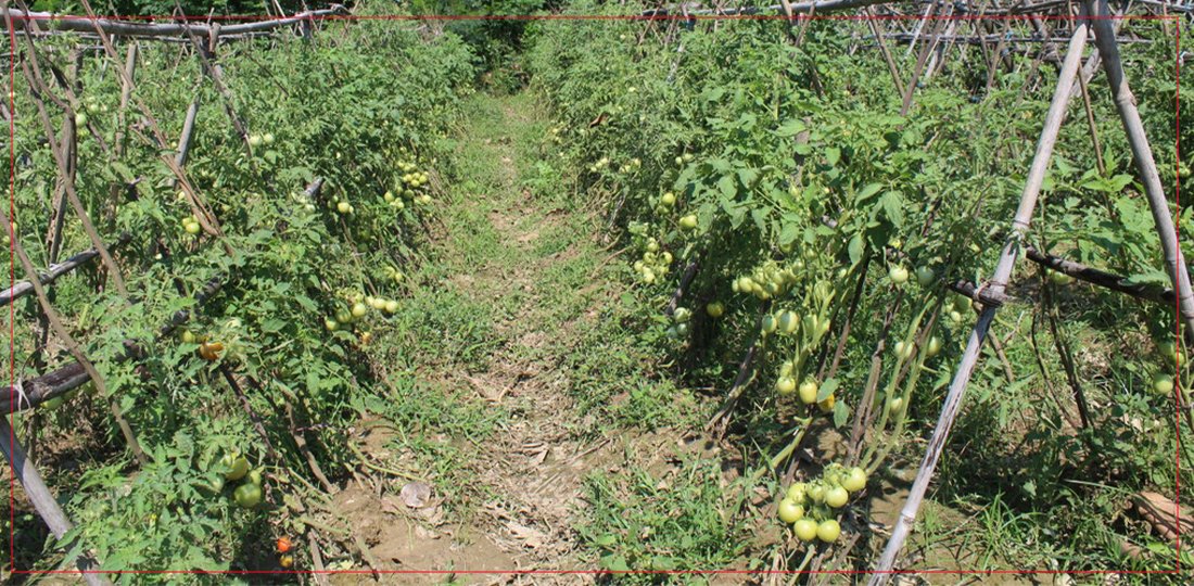 Farmers Face Double Loss Due to Poor Cold Storage and Road Obstructions