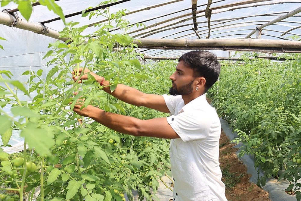 सागसब्जीखेतीबाटै दैनिक १० हजार कमाई