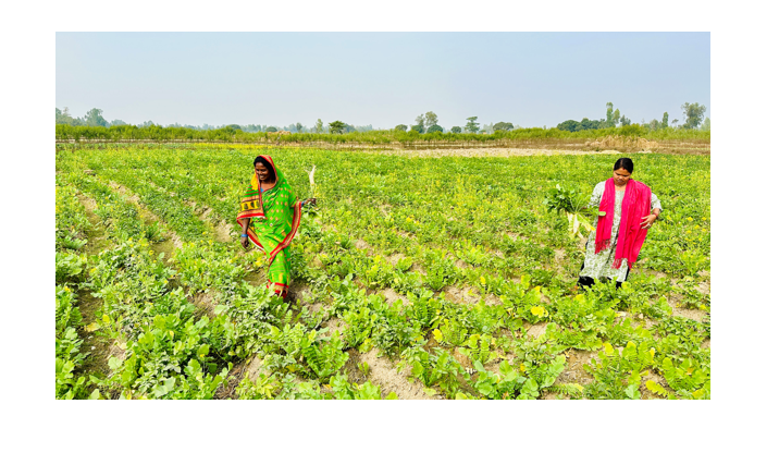 सामूहिक खेतीगरी आत्मनिर्भर बन्दै महिला