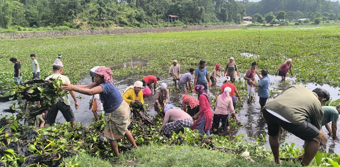 टरुवा ताल संरक्षणका लागि जलकुम्भी हटाइँदै
