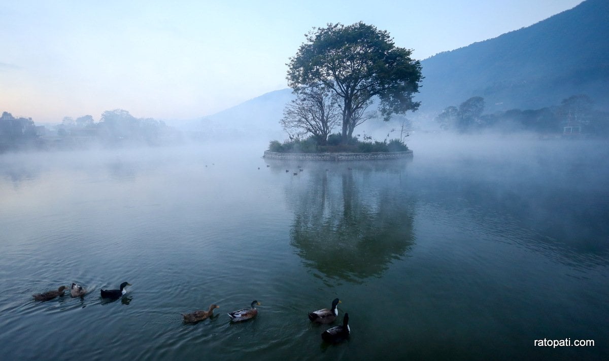 तस्बिरमा हेर्नुहोस् टौदहमा पाहुना चराको जलक्रीडा